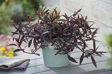 动视暴雪CEO开会迟到并空话连篇 还说有必要会继续留任