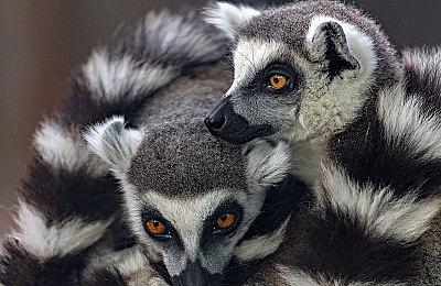 新《龙腾世纪》：EA尚未决定是否推出角色创建器试玩